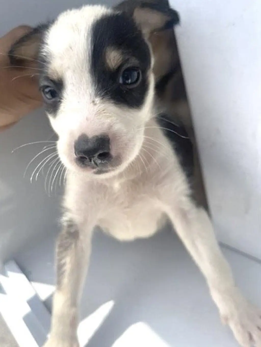 ROO