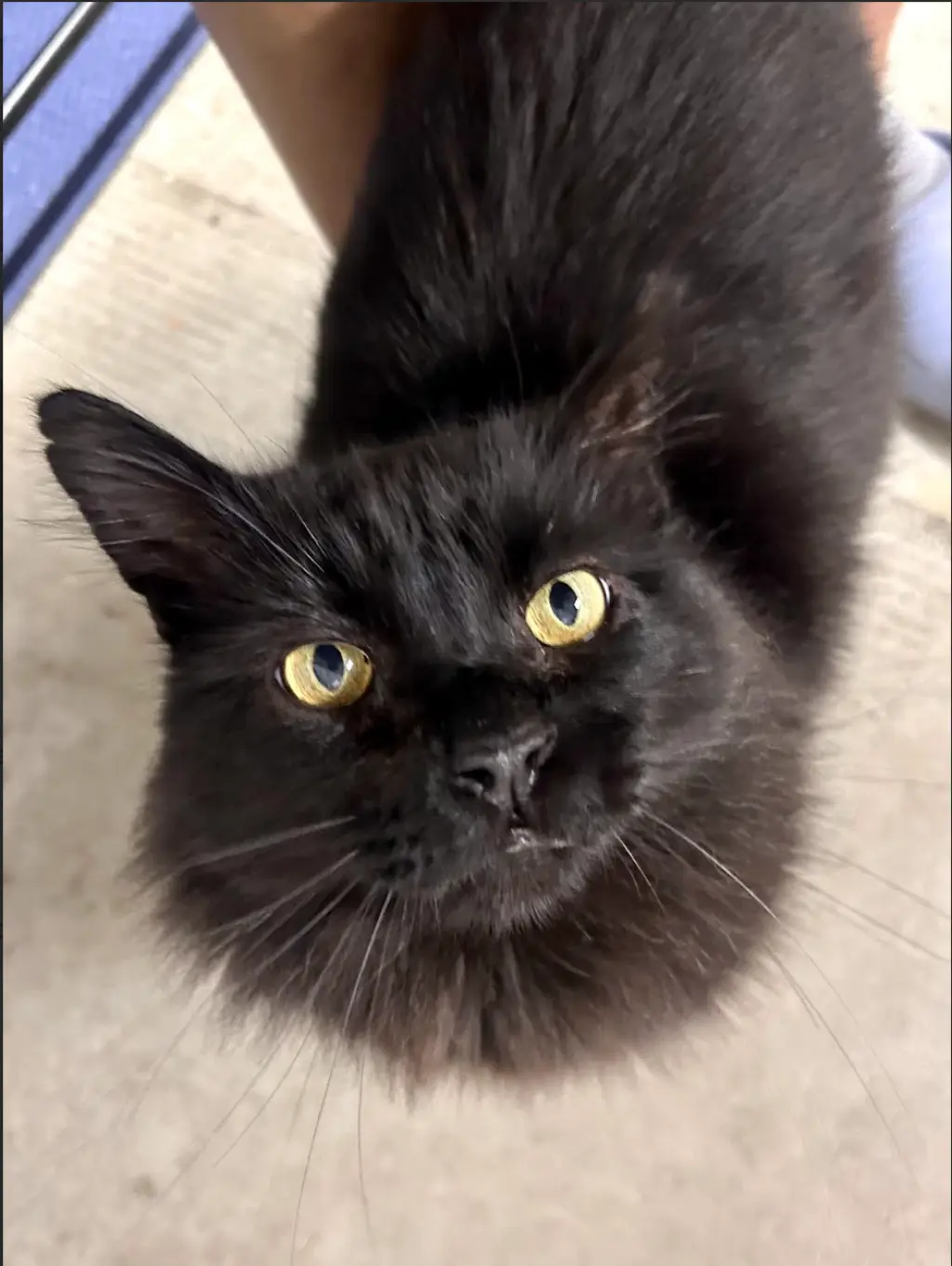 Loki (Courtesy Post)