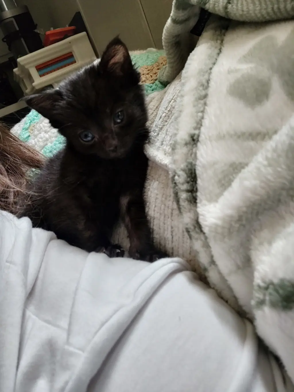 Emerie (In Foster)