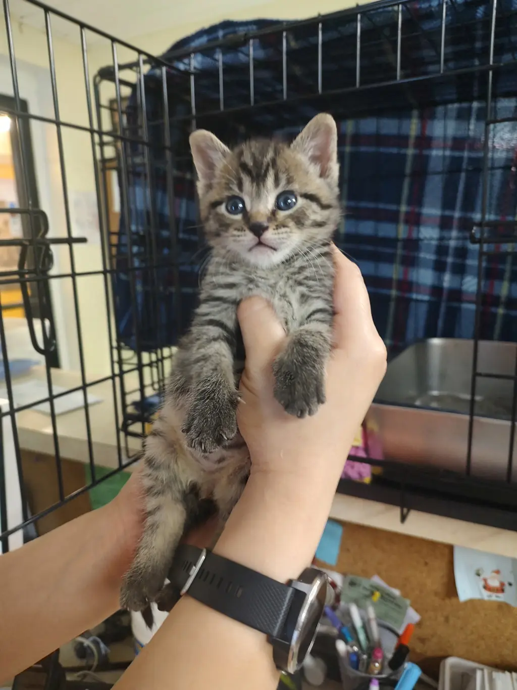 Eris (In Foster)