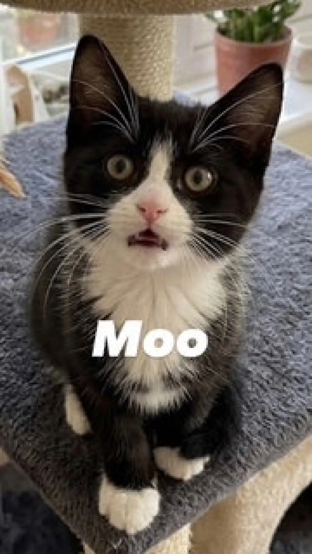 Moo