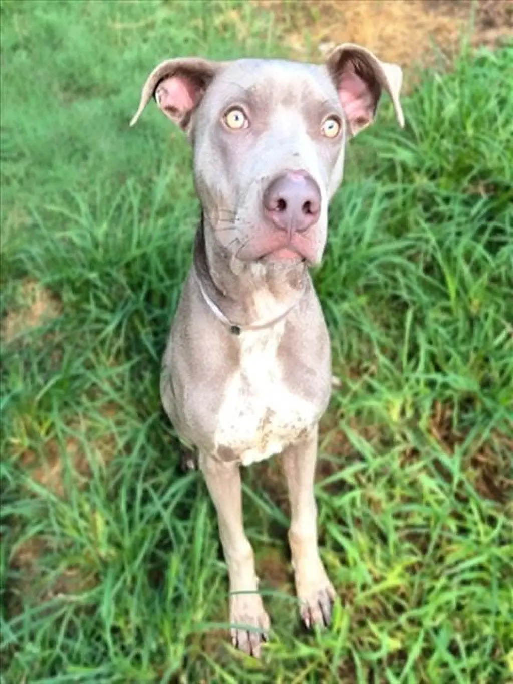 ZEUS