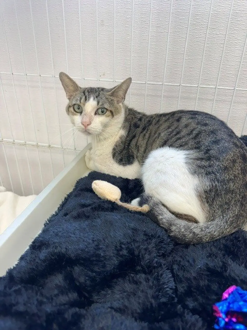FELIX