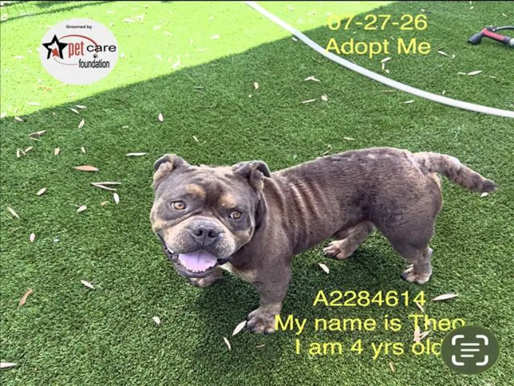 THEO