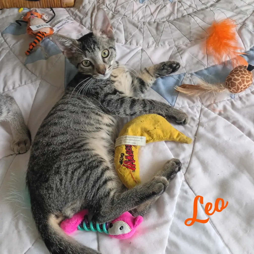 Leo #tabby-IV-pack