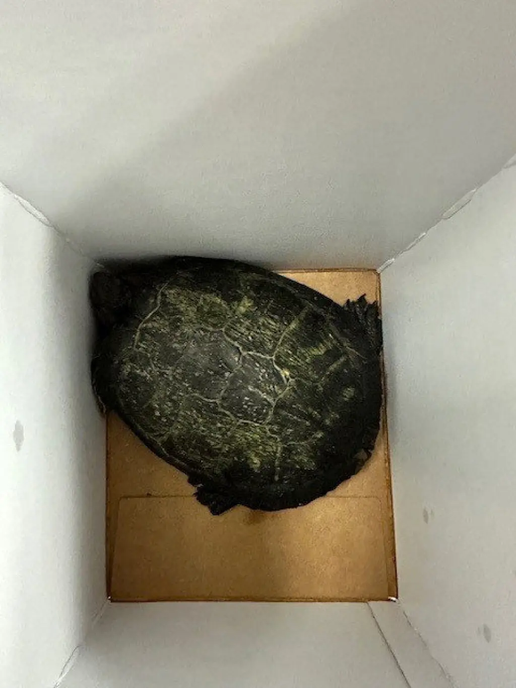 DONATELLO