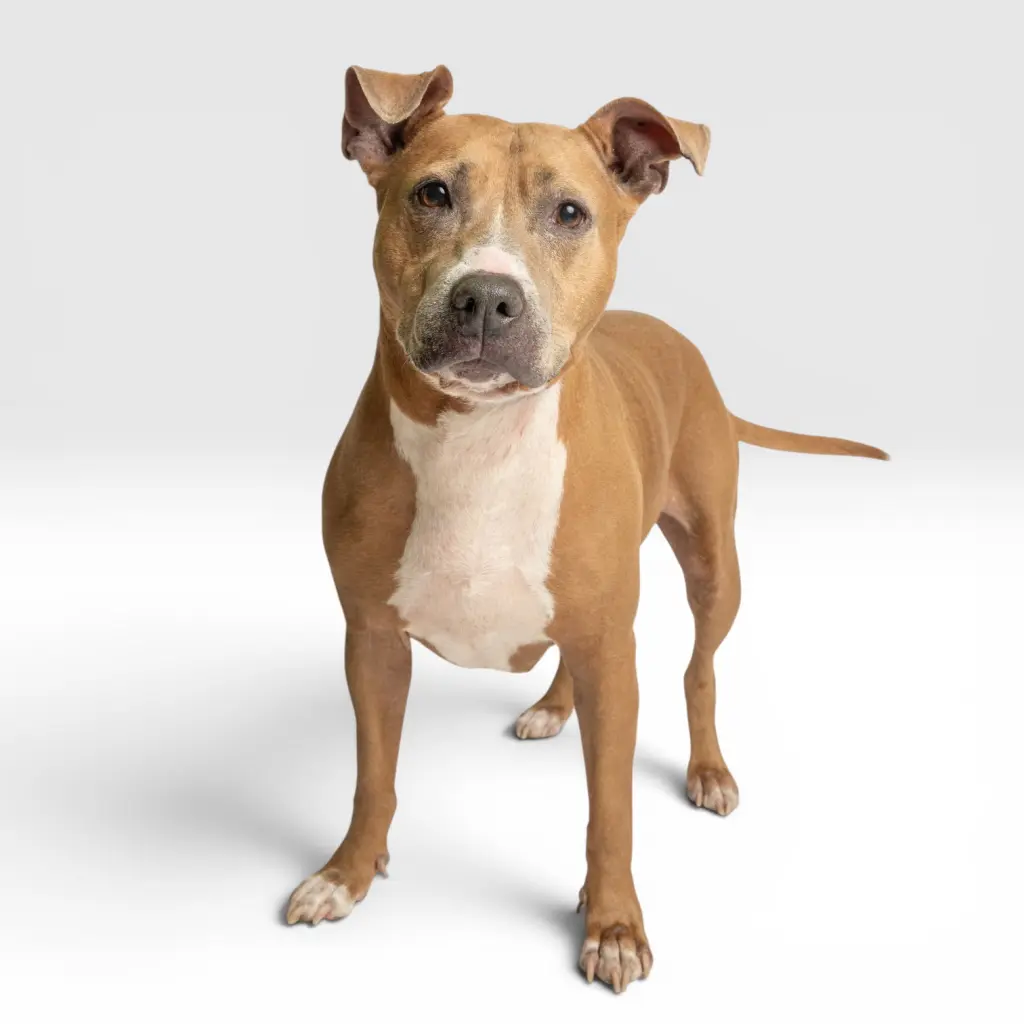 Bailey