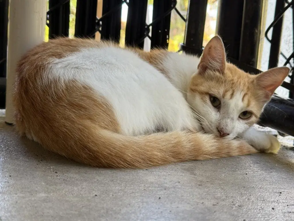 GIGI
