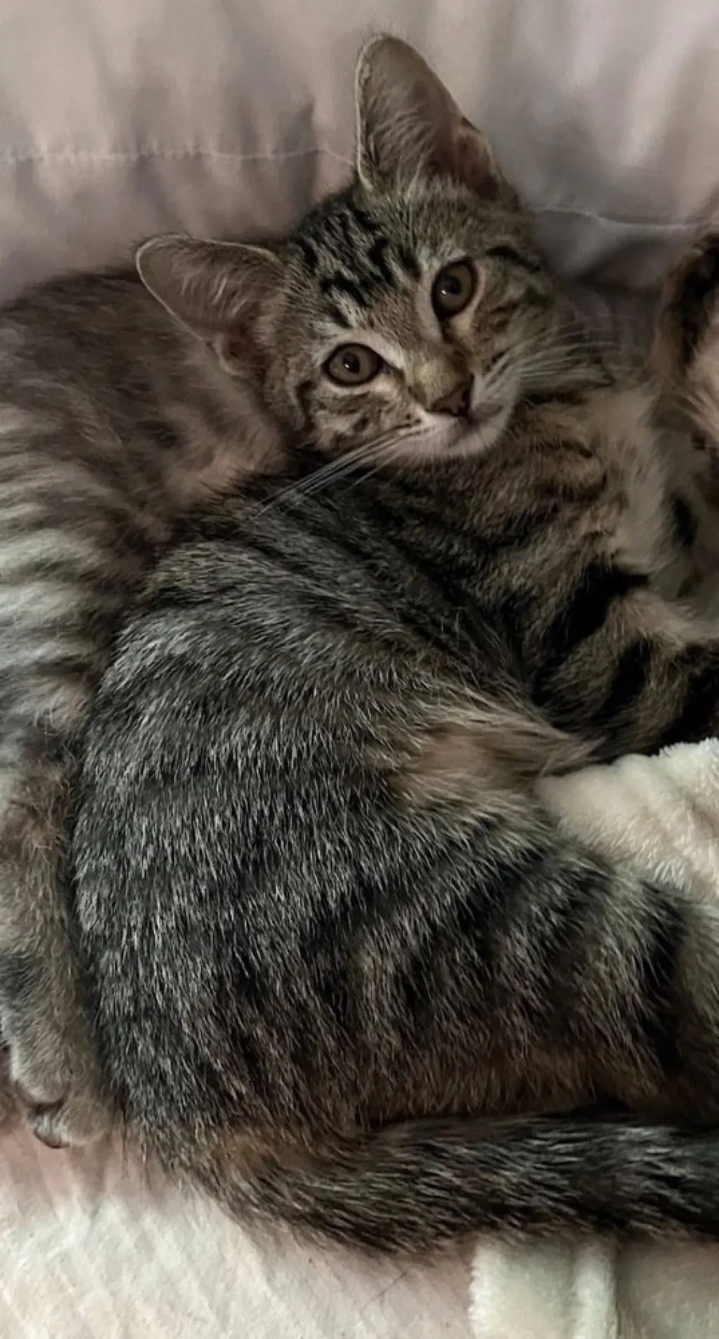 Boober