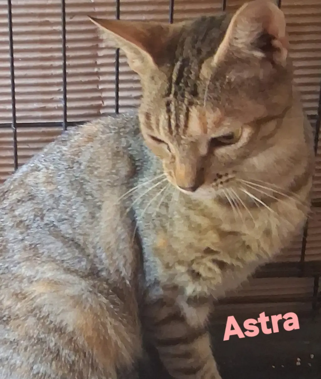 Astra