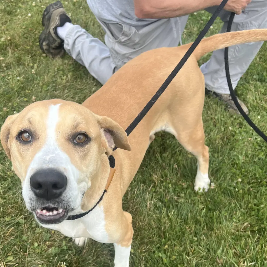 Pound Dog-Daisy #190613 Courtesy Listing