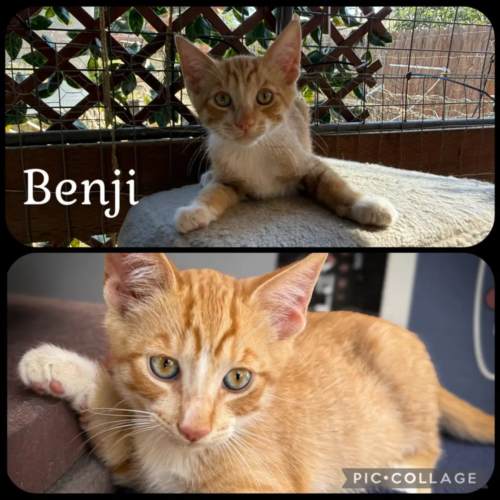 BENJI
