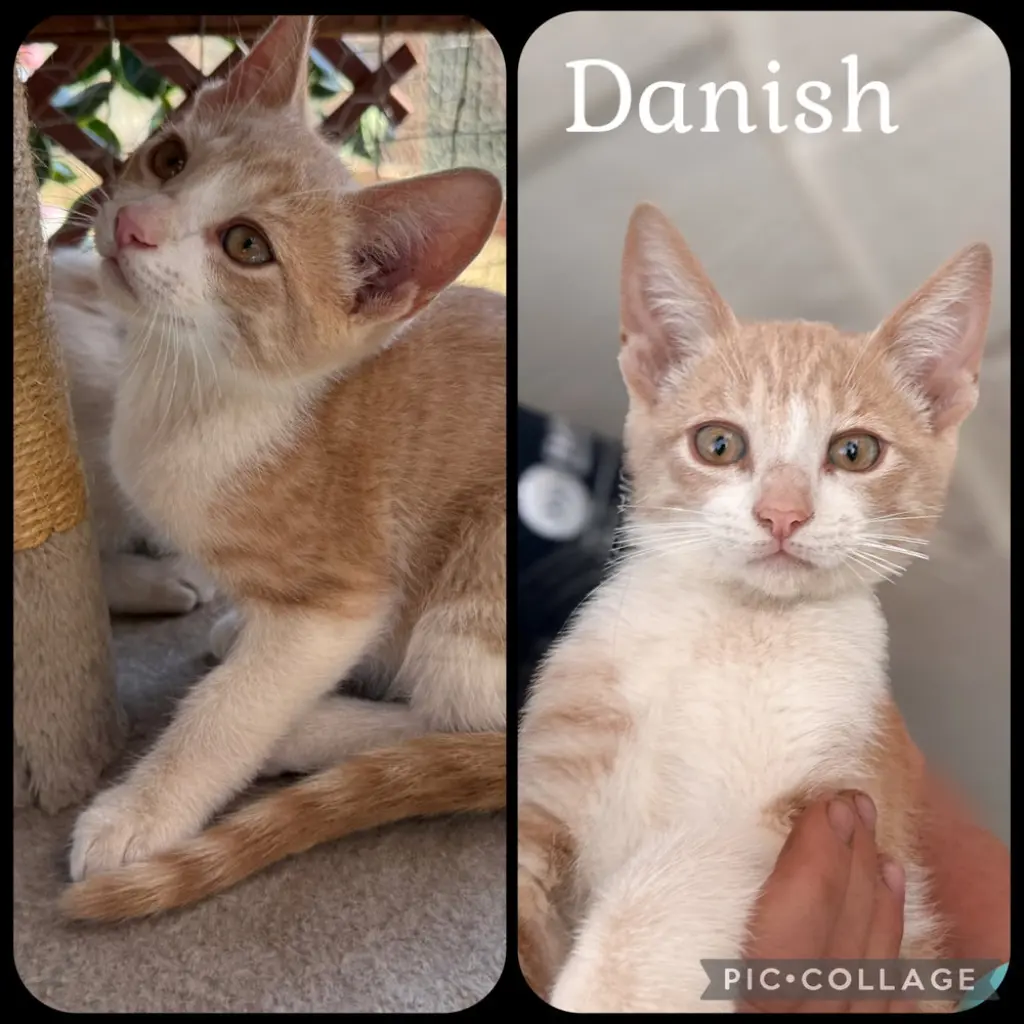 DANISH