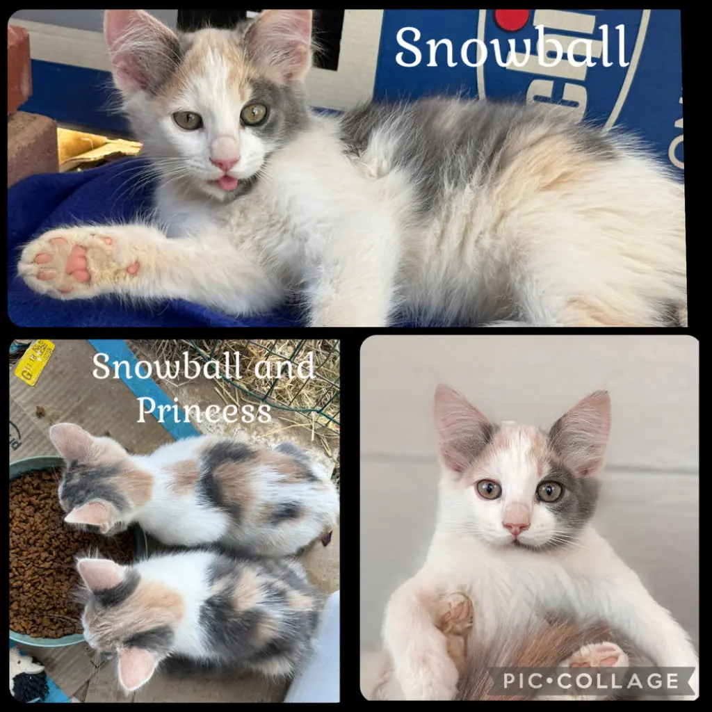 SNOWBALL