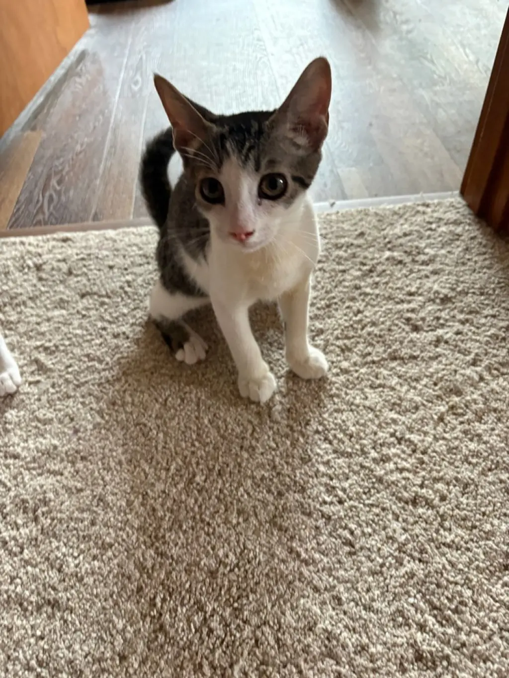 Chip