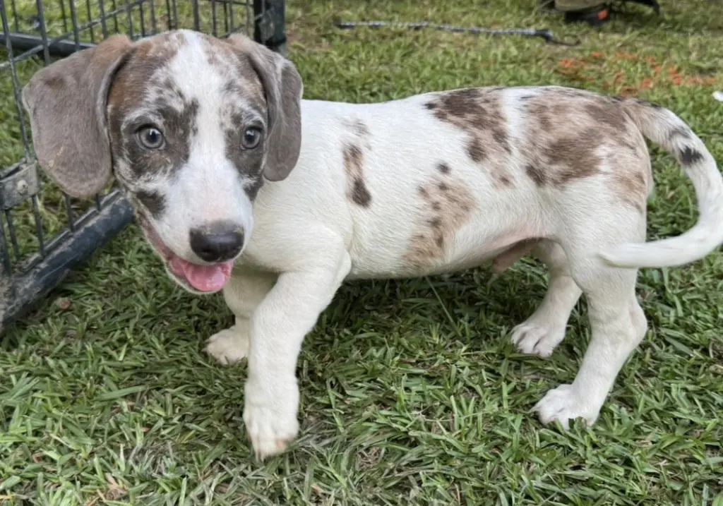 Pixel