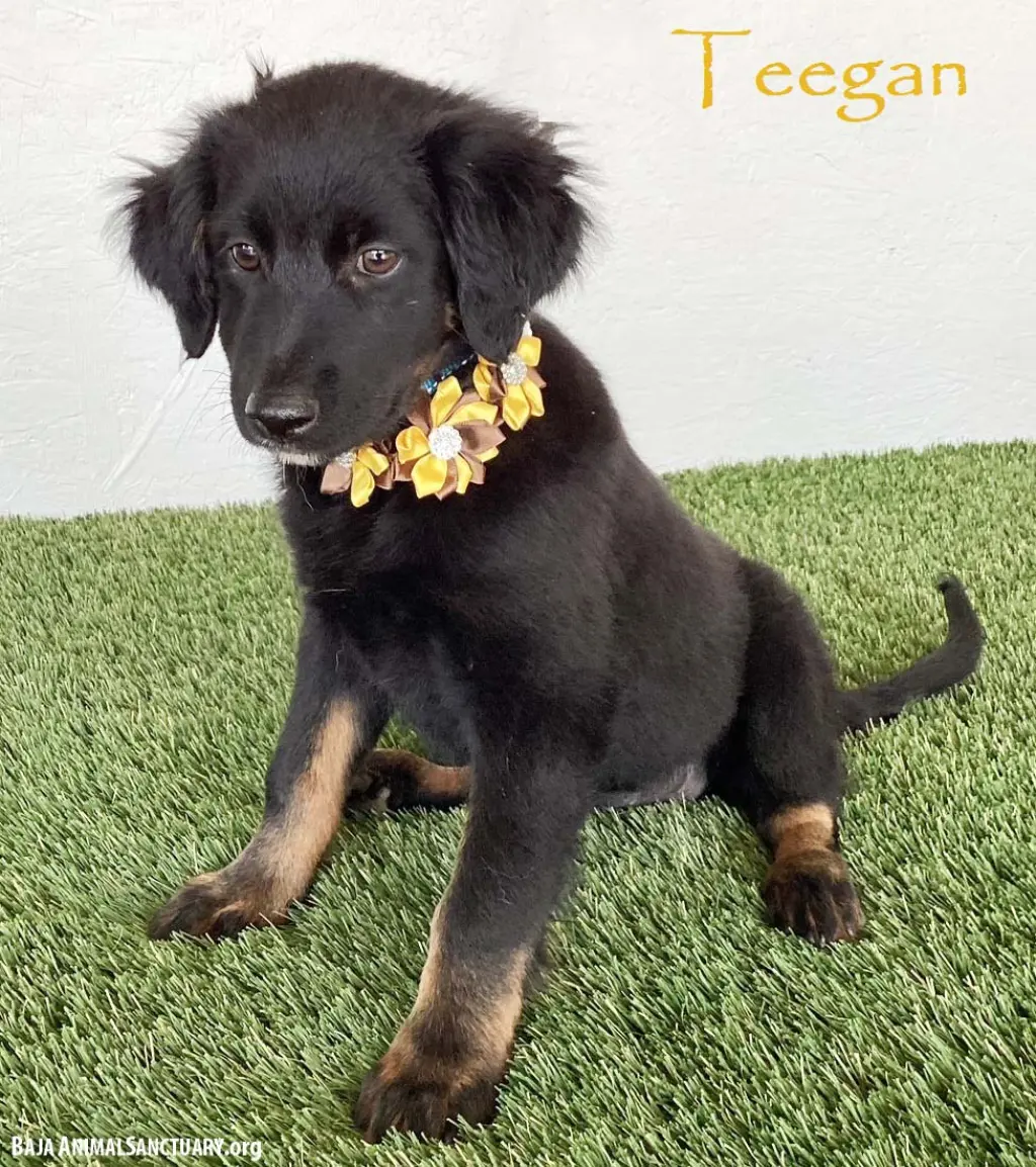 Teegan