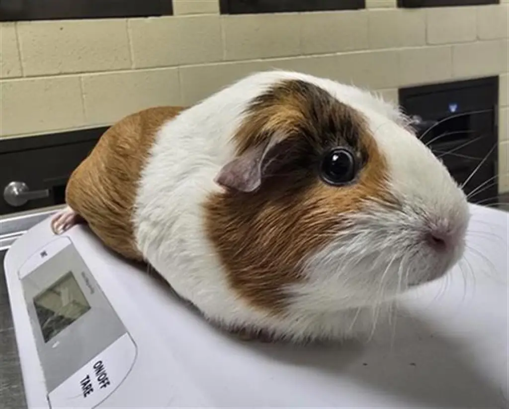 WHINNIE