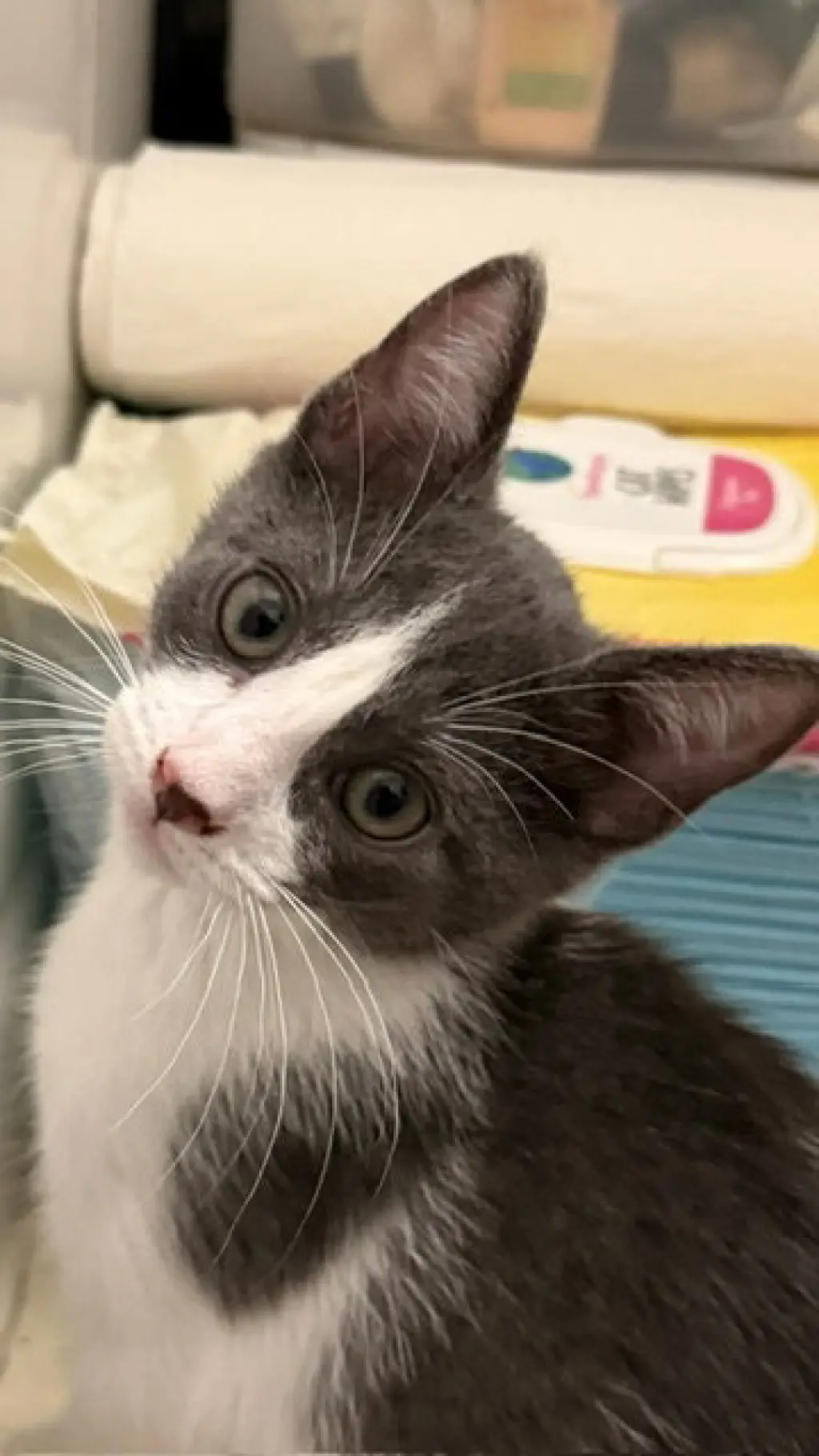 Mia