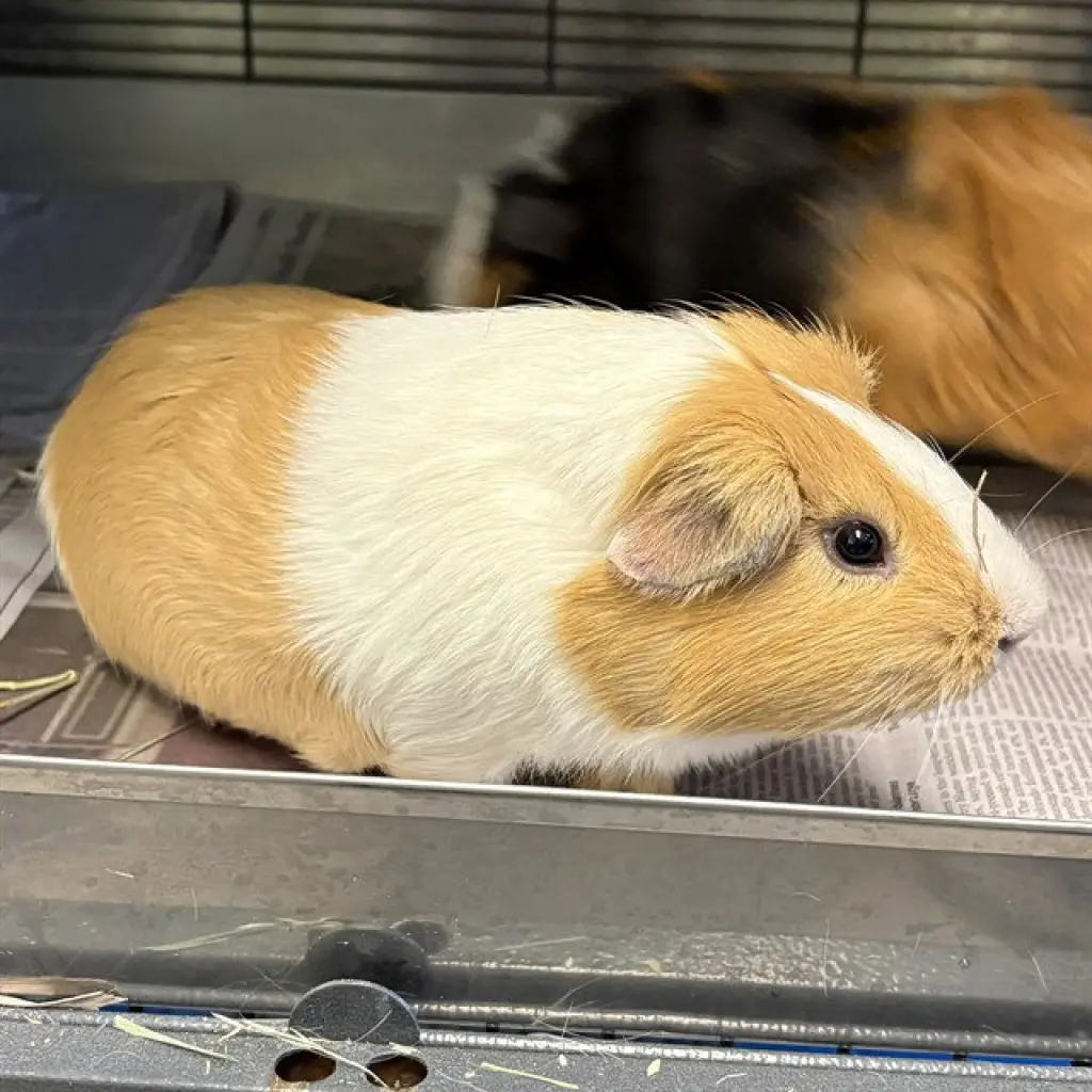 PEDRO