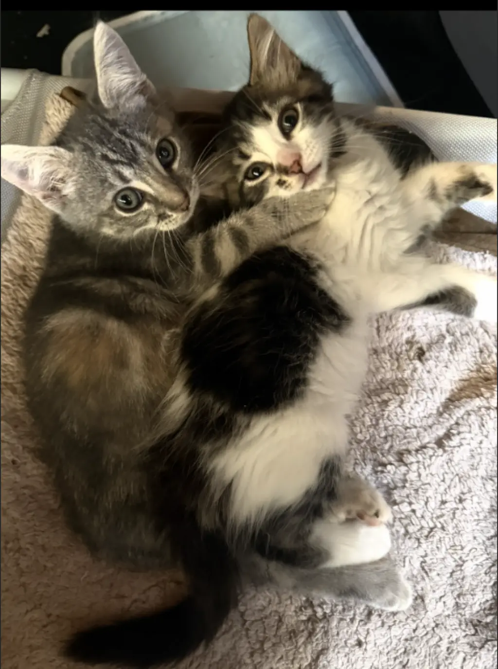 Chloe & Zoe (Courtesy Post)