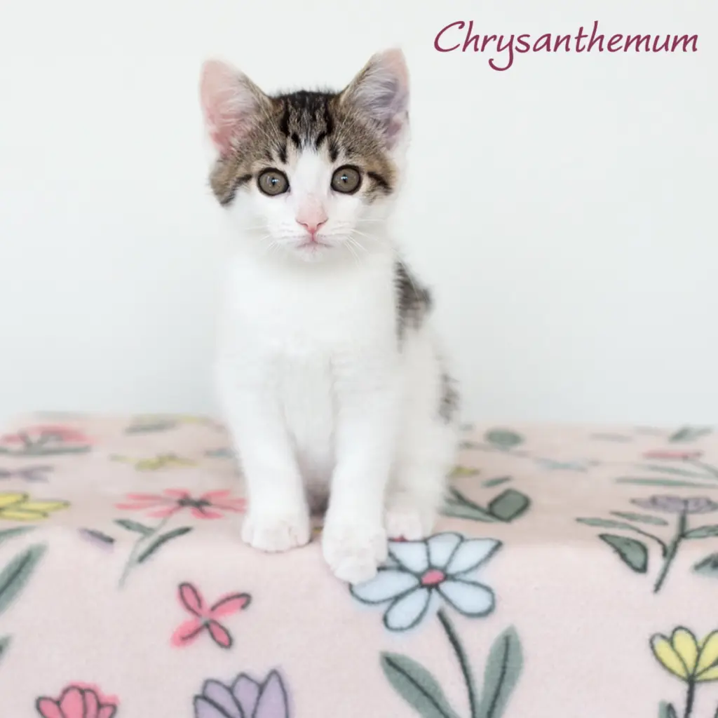 Chrysanthemum