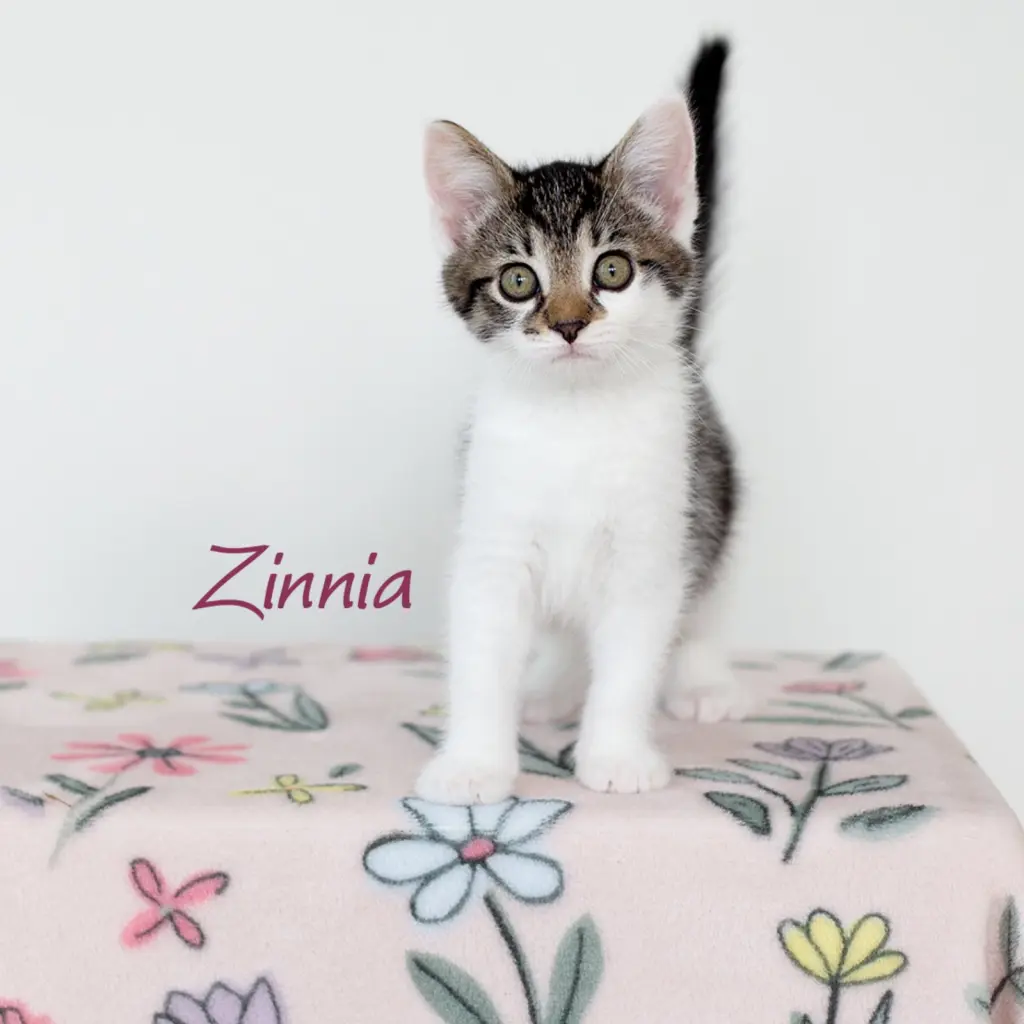 Zinnia