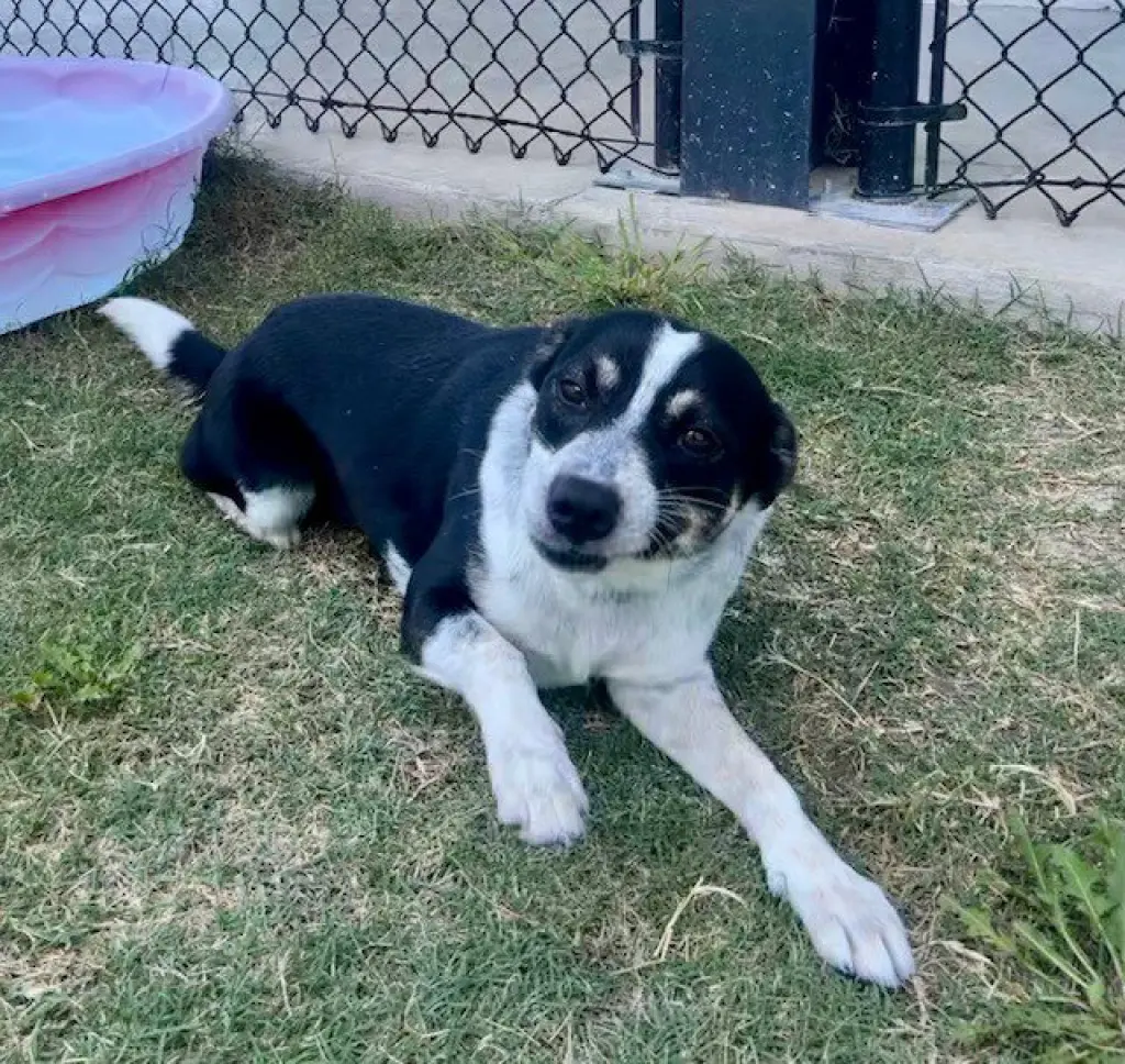 BINDI