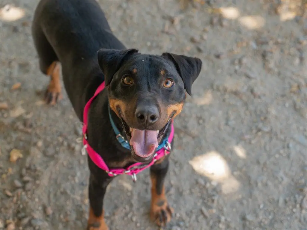 JAZZ