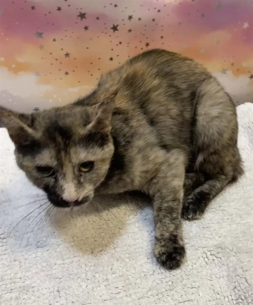 GIGI