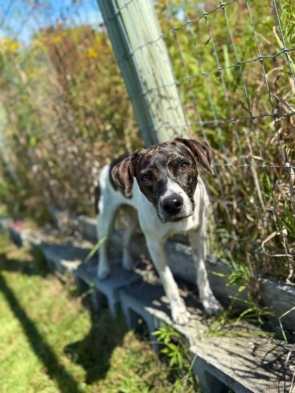 Piper