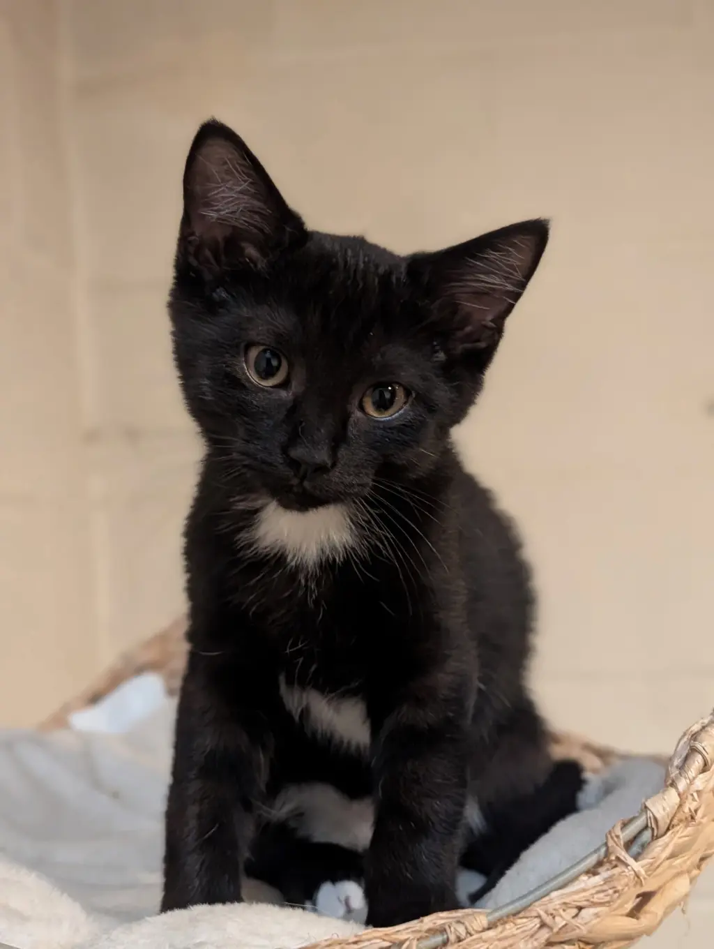 Castor (bonded with Pollux)