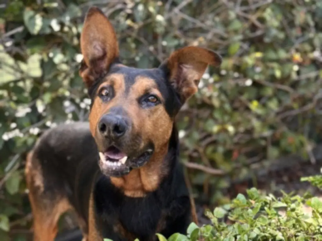 SAMPSON
