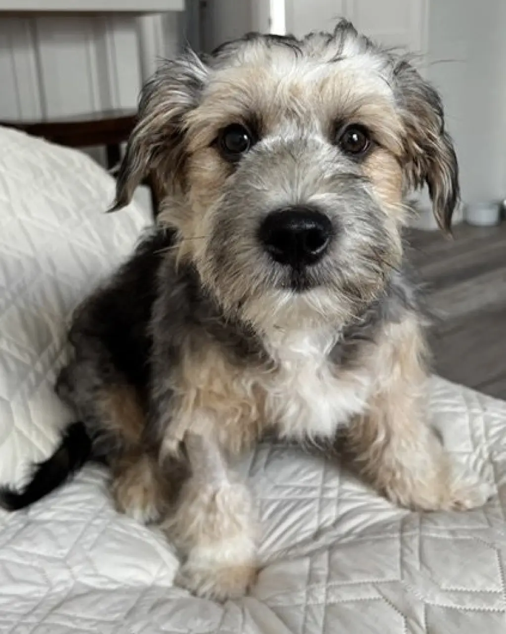 Benji