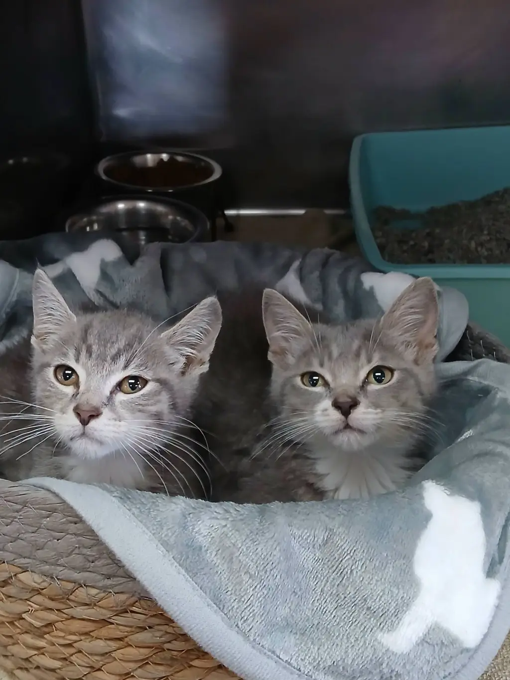 Oliver and Tobias