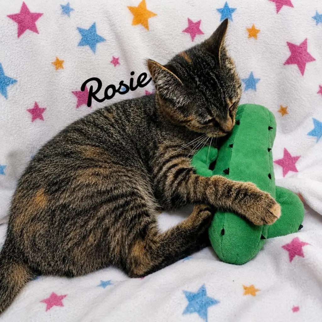 Rosie