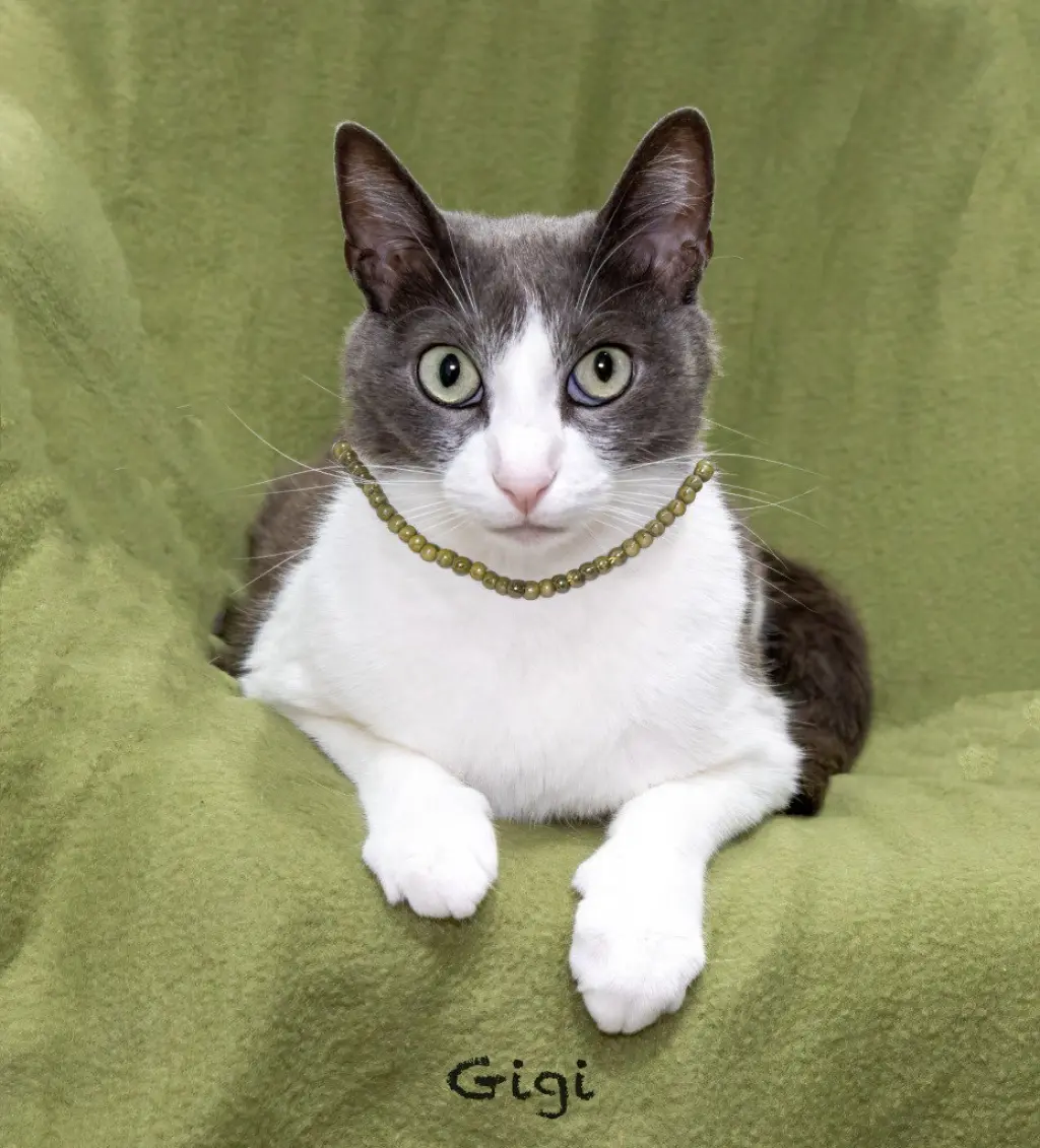 Gigi