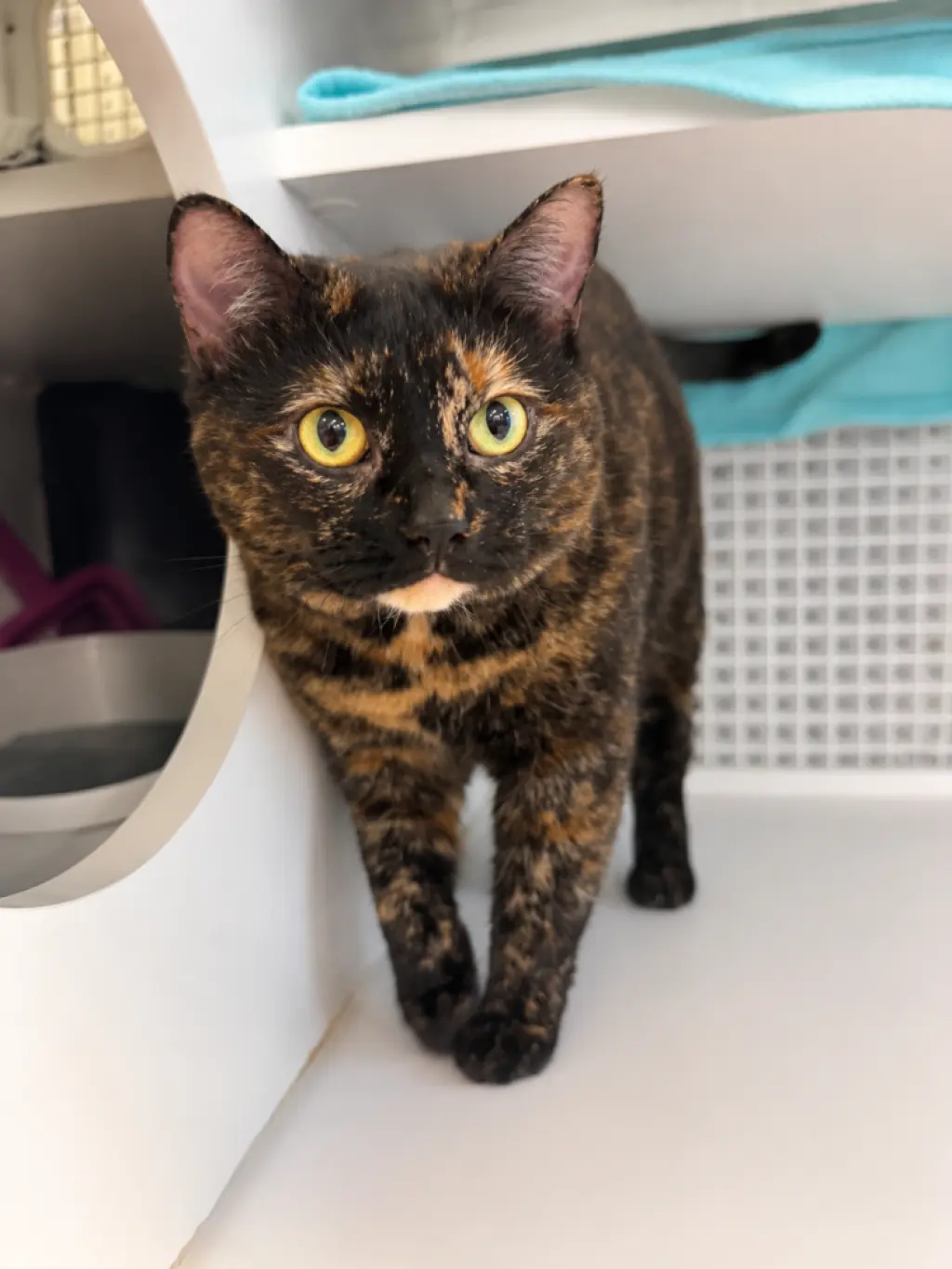 Nova (aka Susana Fontana Rosa)