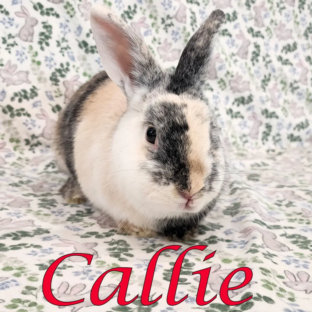 Callie