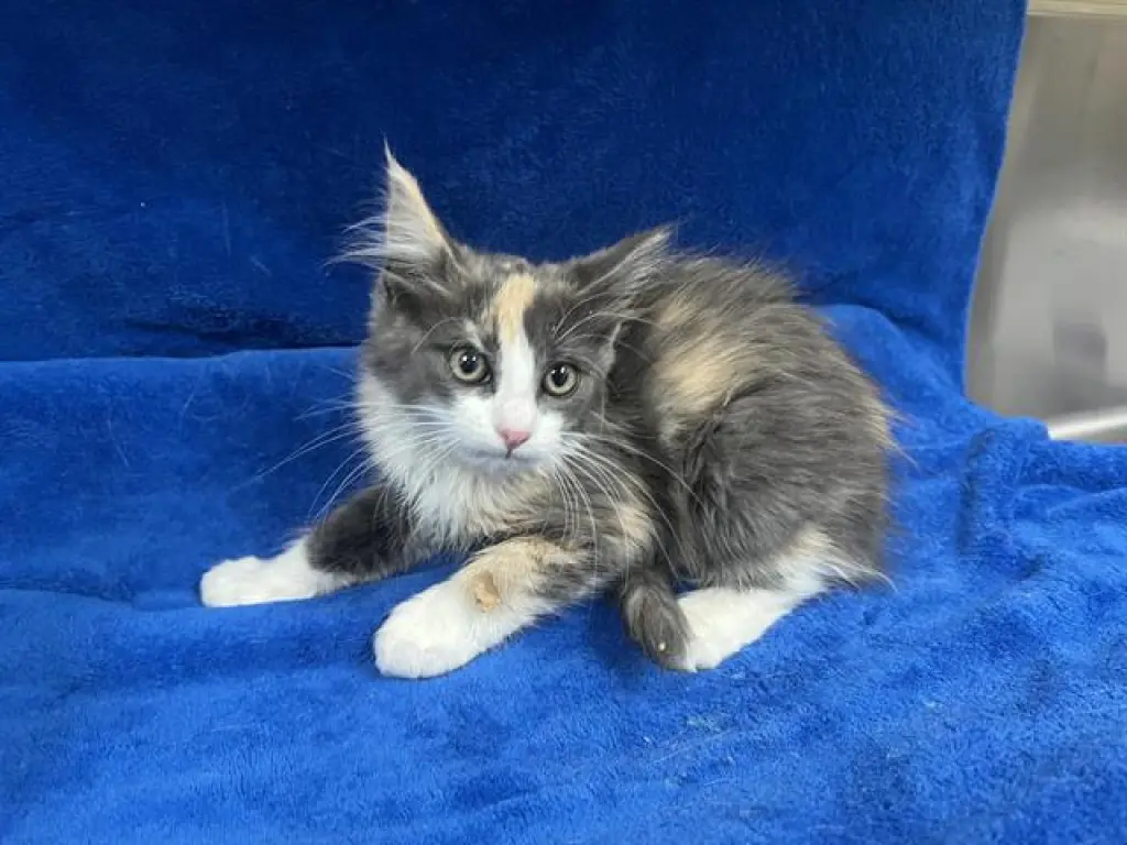 SUE (RESCUE ONLY)