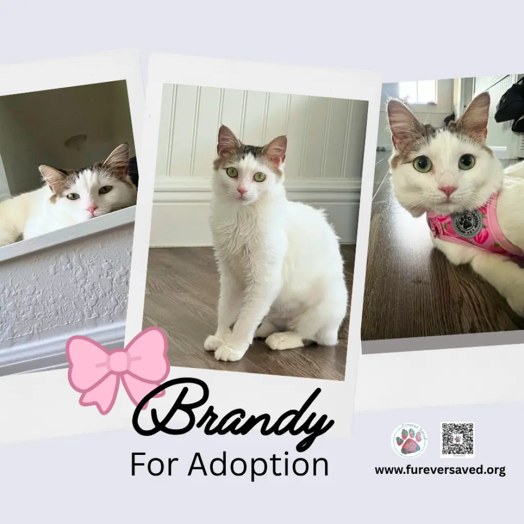 Brandy