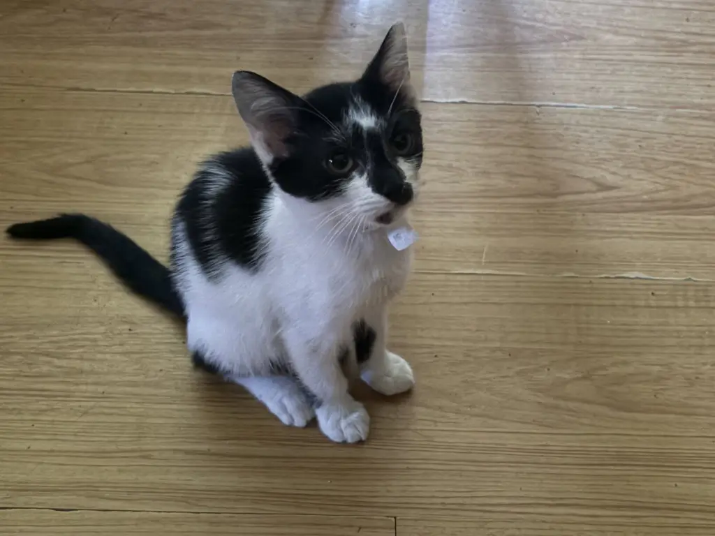 Bandit