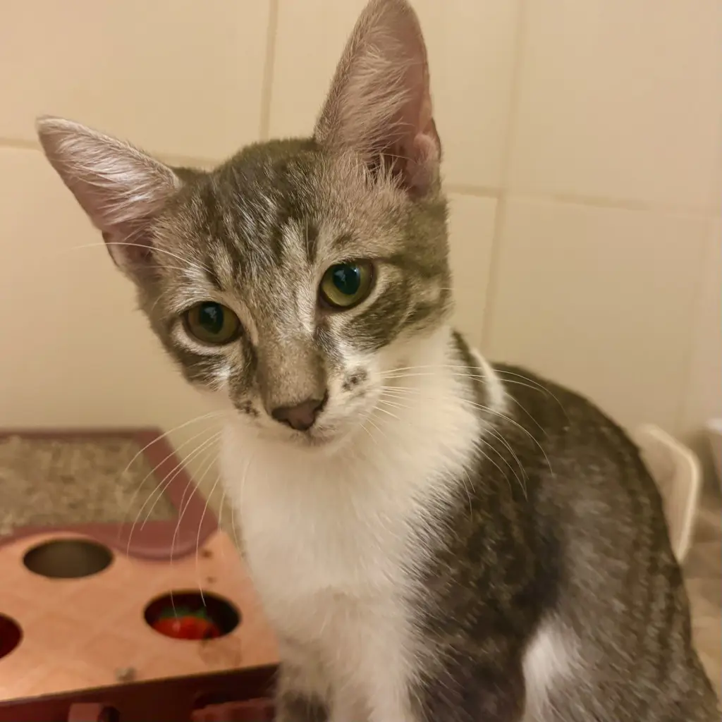 Ella