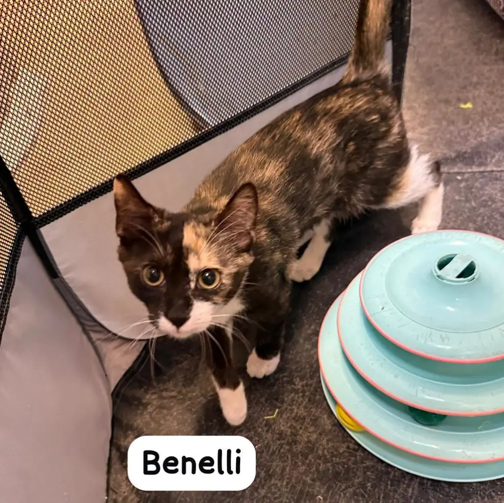 Benelli