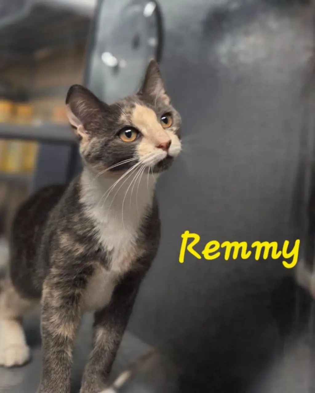 Remmy