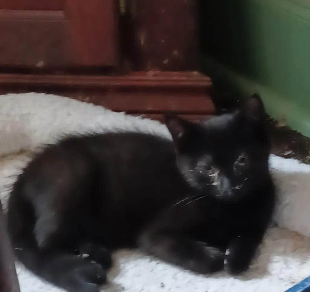 Mordecai