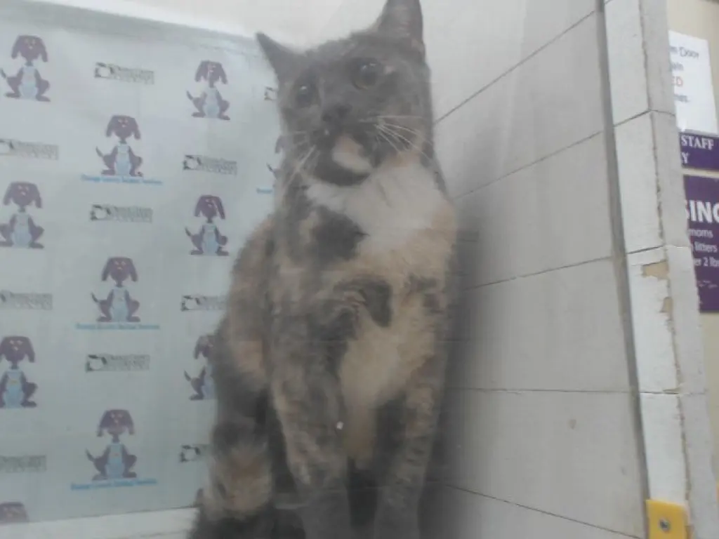 CALICO