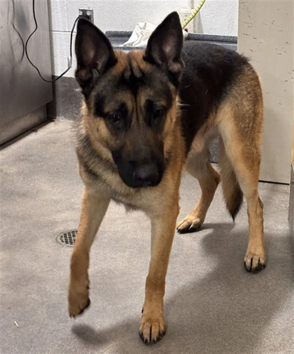 TAZ