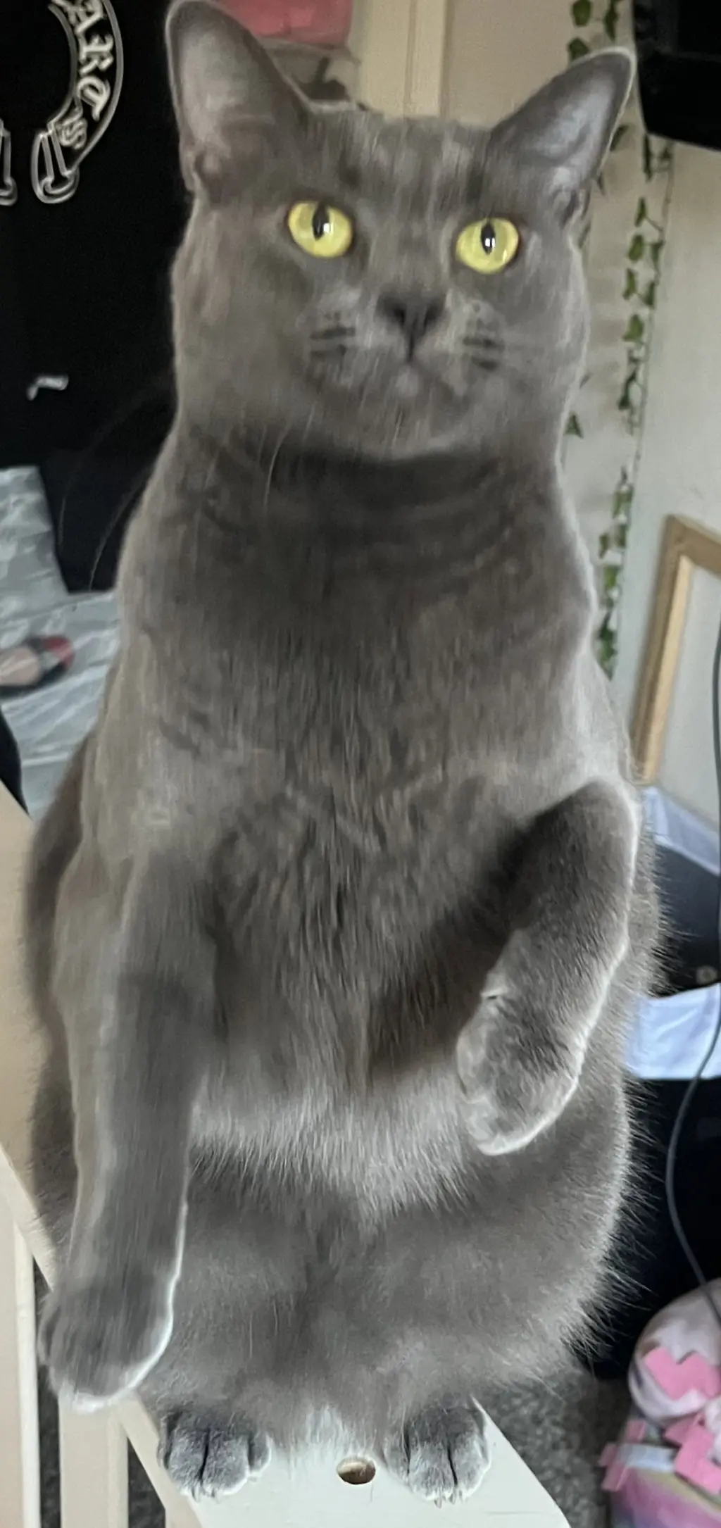 Zelda (Courtesy Post)