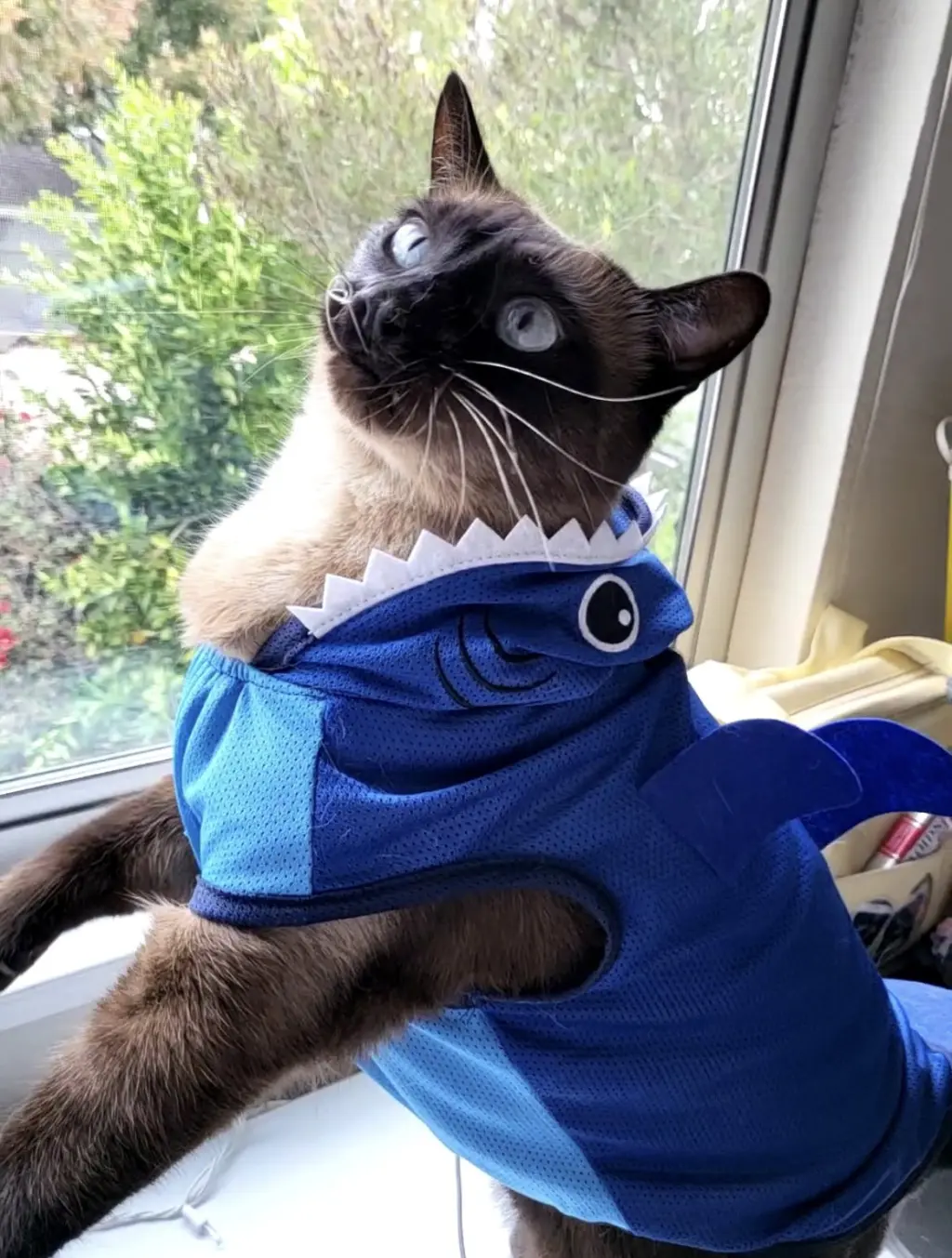 Miso (Courtesy Post)